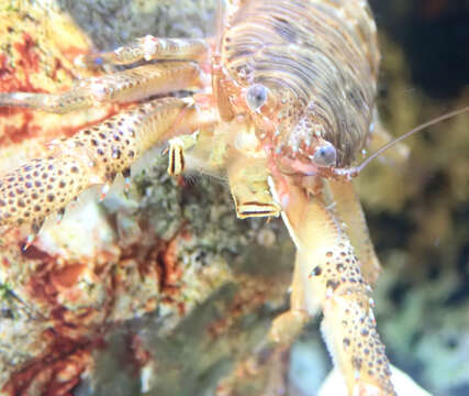 Image of Leach's squat lobster