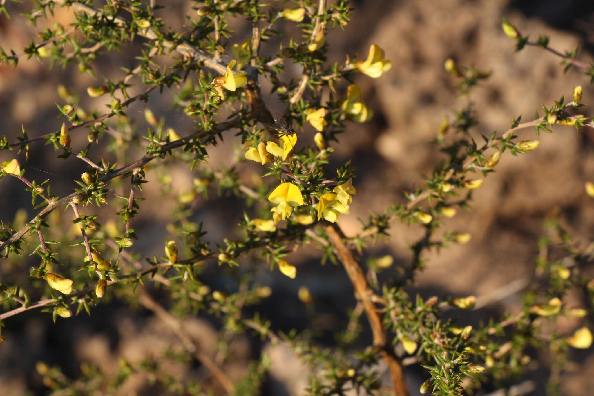 Image of Aspalathus collina subsp. collina