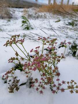 Imagem de Pimpinella rhodantha Boiss.