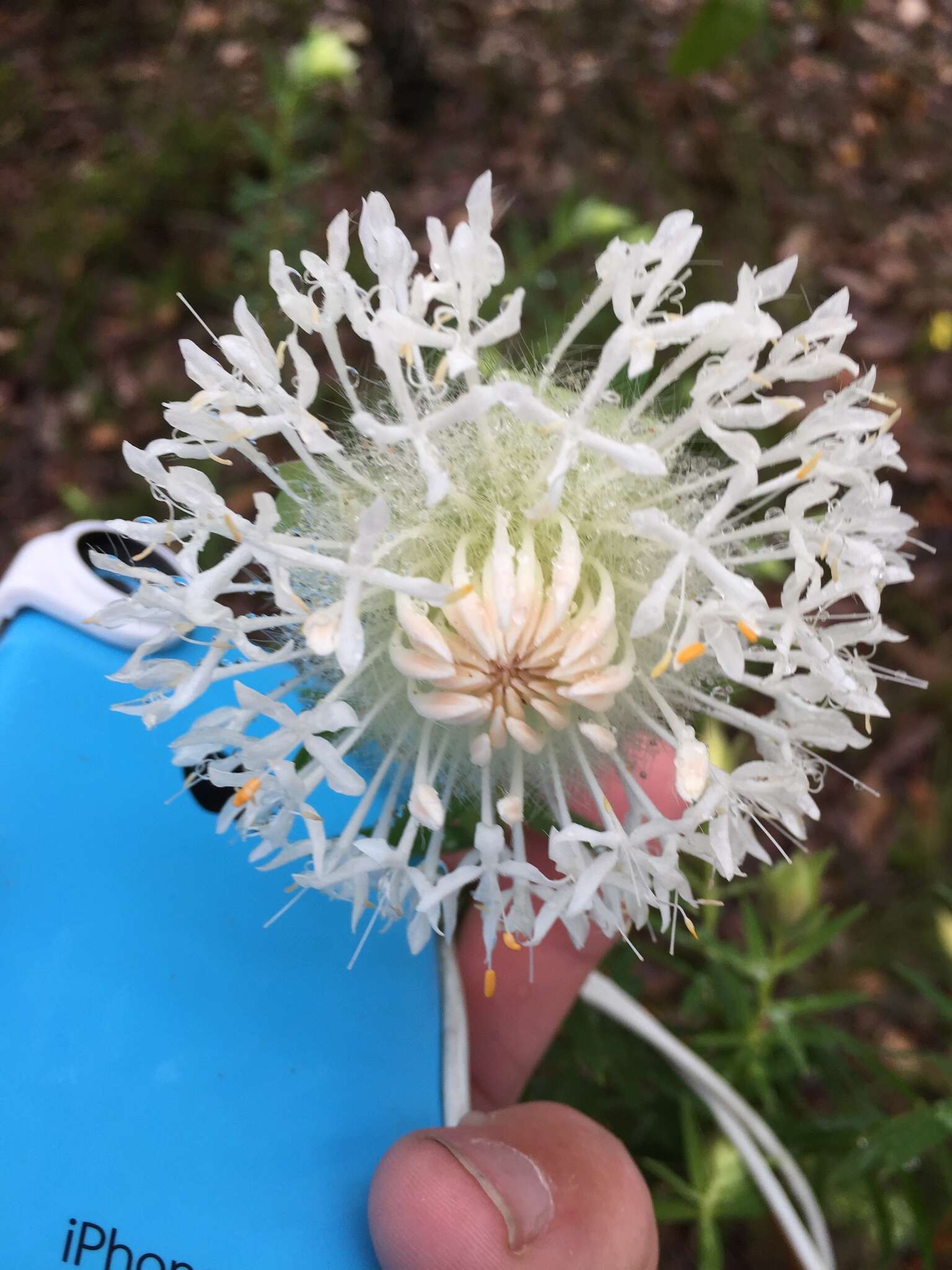 Image of Pimelea spectabilis Lindl.