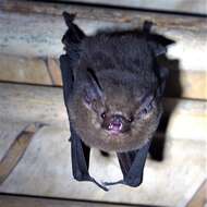 Image of Peters’s Sheath-tailed Bat