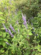 Image of Salvia pruinosa Fernald