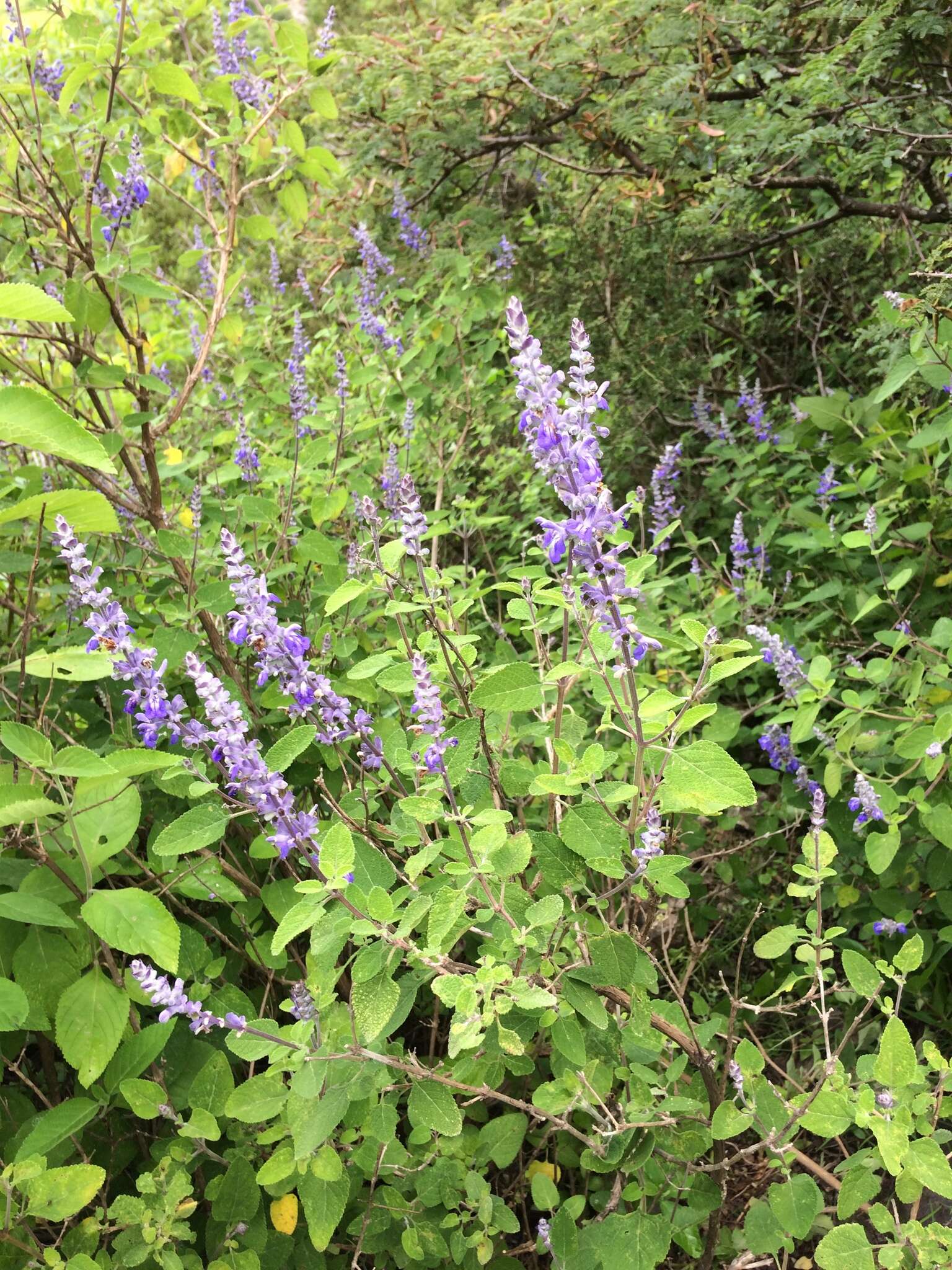 Salvia pruinosa Fernald resmi