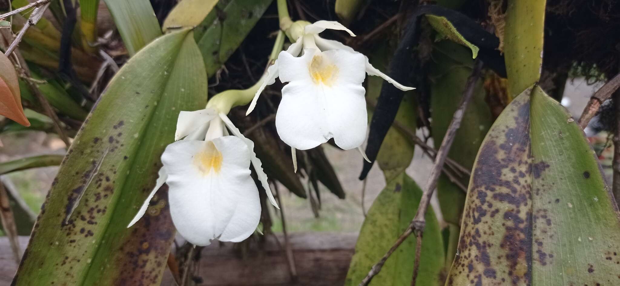 Trichopilia fragrans (Lindl.) Rchb. fil.的圖片