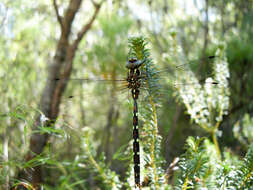 Image of Austroaeschna pulchra Tillyard ex Martin 1909