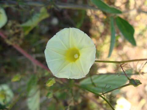 Слика од Ipomoea chamelana J. A. Mc Donald