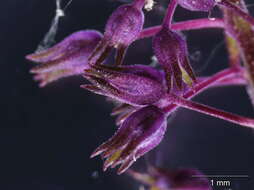 Image de Anarrhinum longipedicellatum R. Fernandes