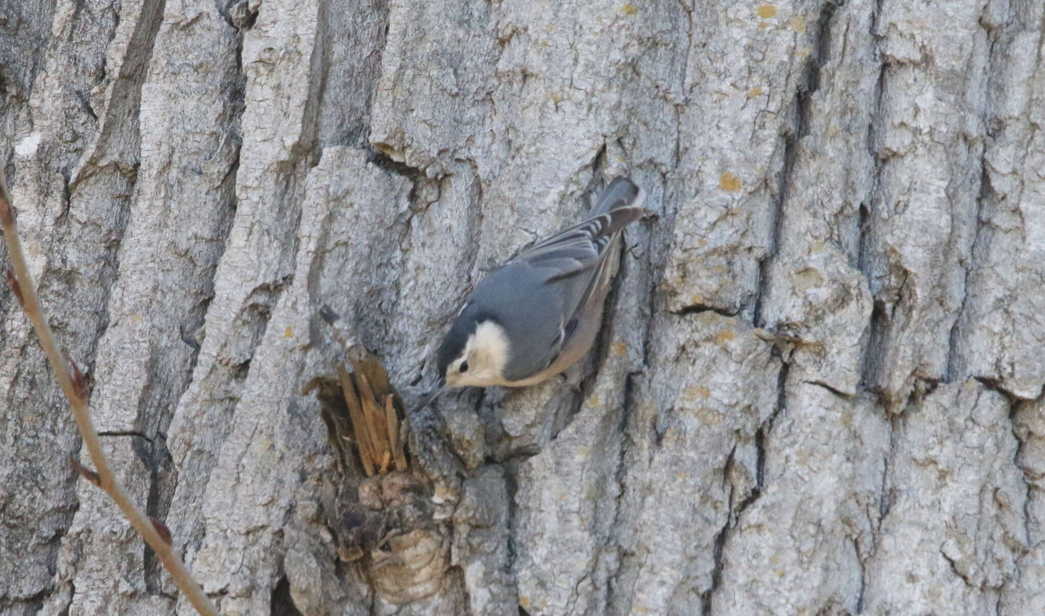 Imagem de Sitta carolinensis aculeata Cassin 1856