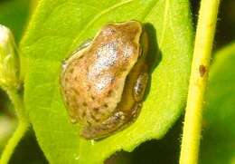 Image of Dwarf Mexican Treefrog