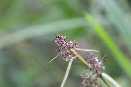 Image of Scleria myricocarpa Kunth