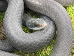 Imagem de Coluber constrictor foxii (Baird & Girard 1853)