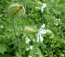 Imagem de Silene latifolia subsp. alba (Miller) Greuter & Burdet