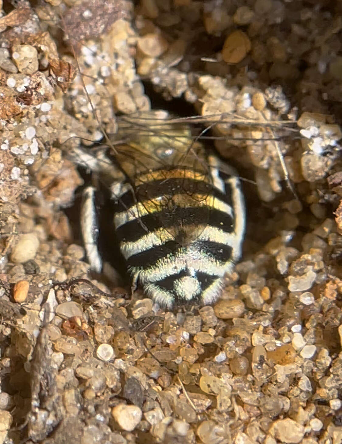 Image of Amegilla chlorocyanea (Cockerell 1914)