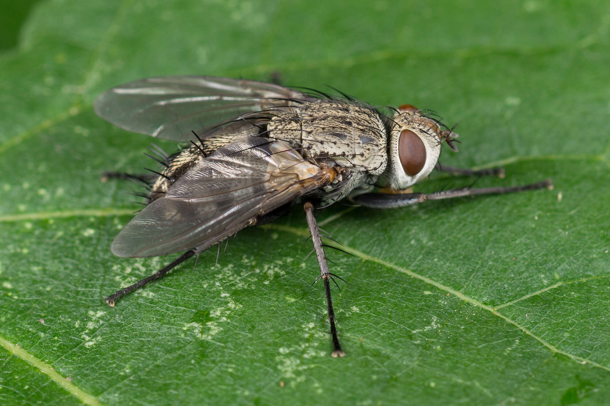 صورة Microphthalma europaea Egger 1860