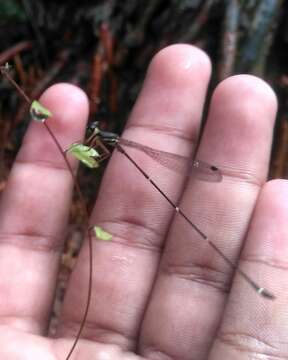 Protosticta gravelyi Laidlaw 1915的图像