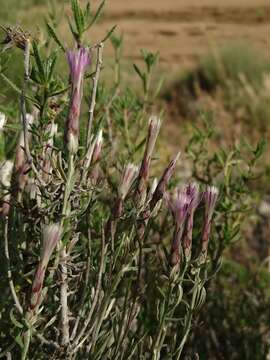 Image of Staehelina dubia L.