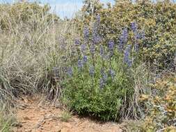 Image of bluebonnet lupine