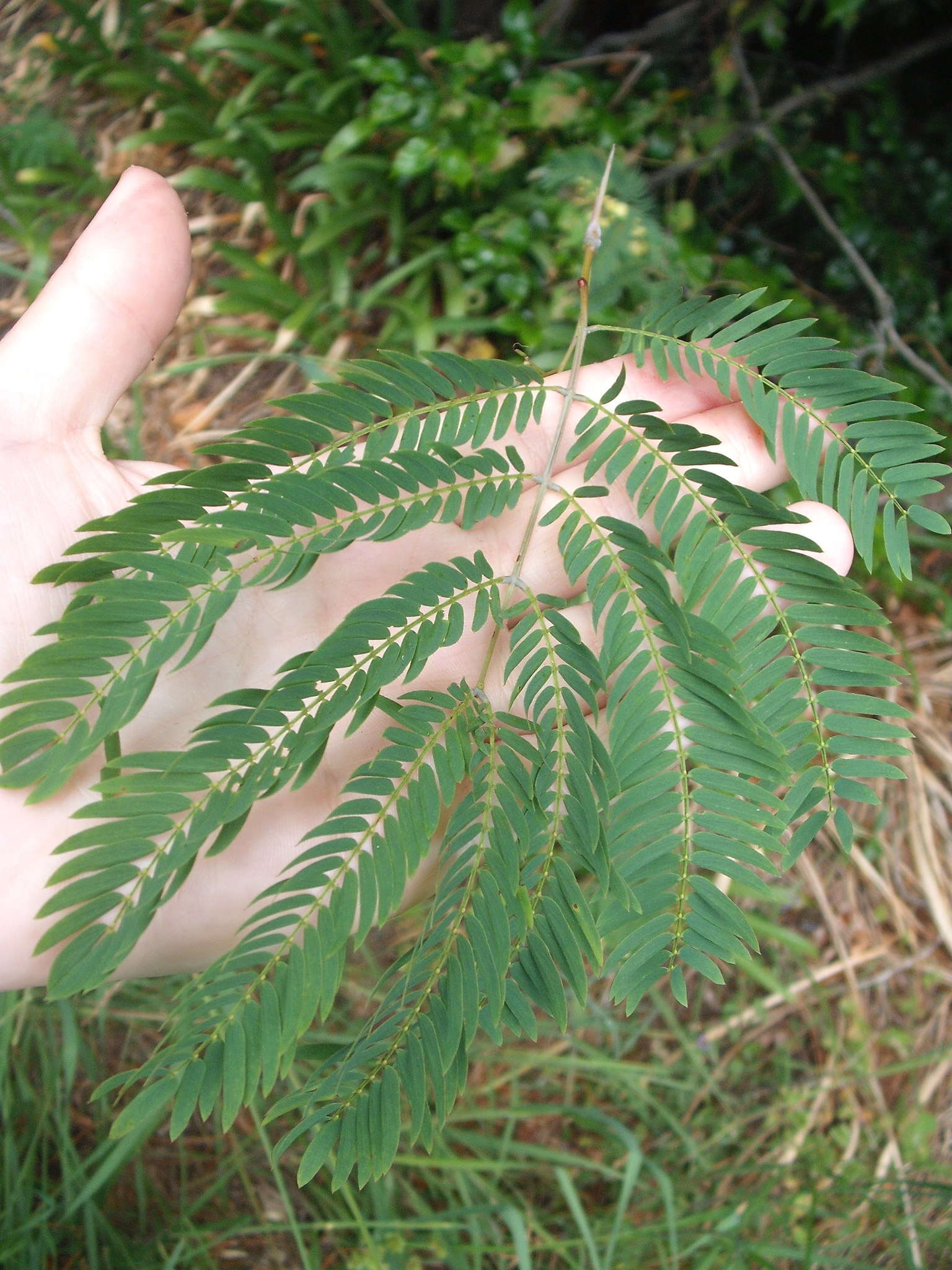 Imagem de Acacia schinoides Benth.