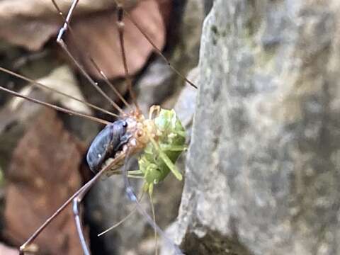 Image of <i>Nelima genufusca</i>