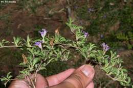 Sivun Dyschoriste decumbens (A. Gray) Kuntze kuva