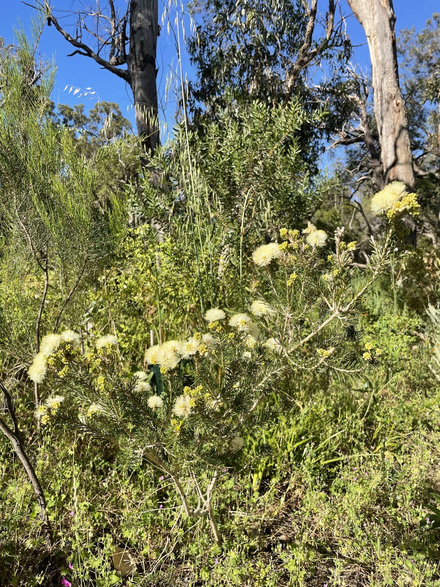 Image of Melaleuca systena L. A. Craven