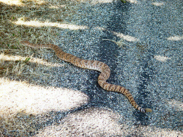 Image of Crotalus pyrrhus (Cope 1867)