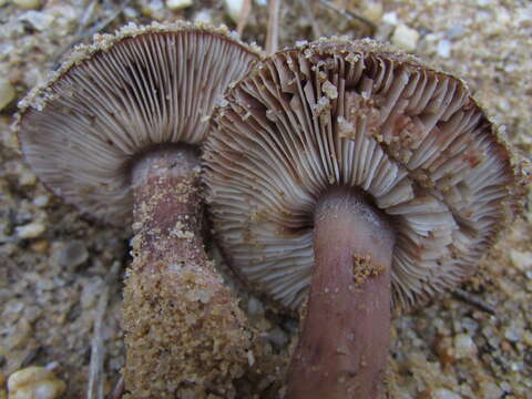 Image de Tricholome à pied blanc et brun