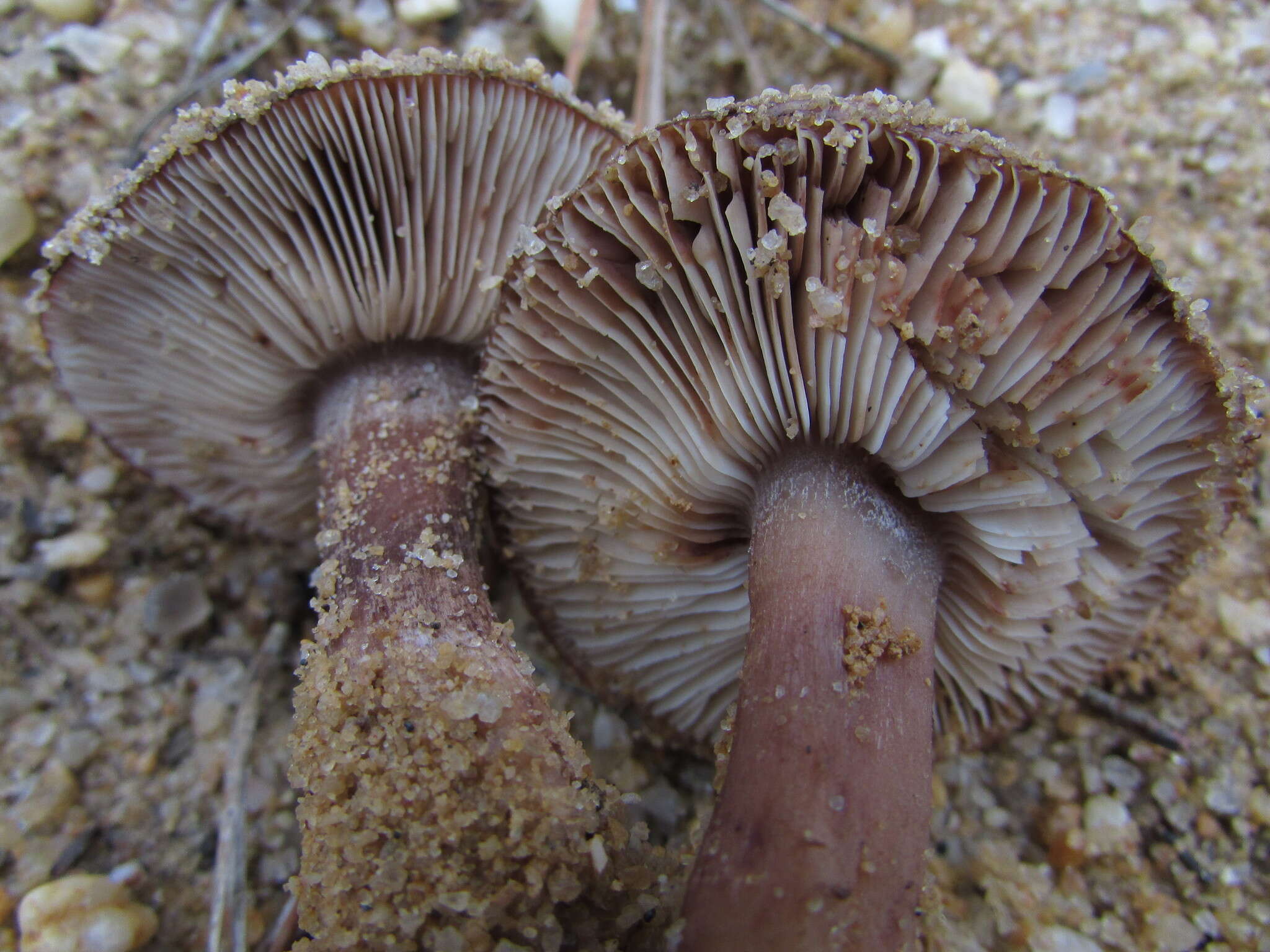 Image of Tricholoma albobrunneum (Pers.) P. Kumm. 1871