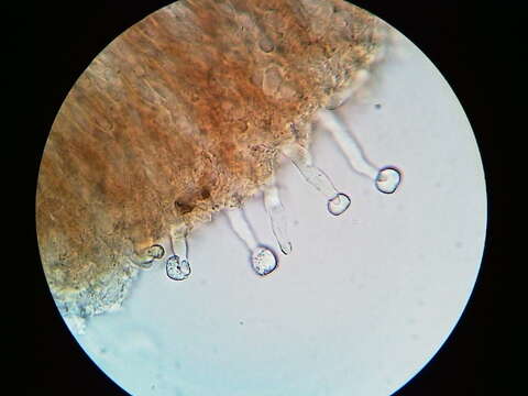 Cylindrobasidium laeve (Pers.) Chamuris 1984 resmi