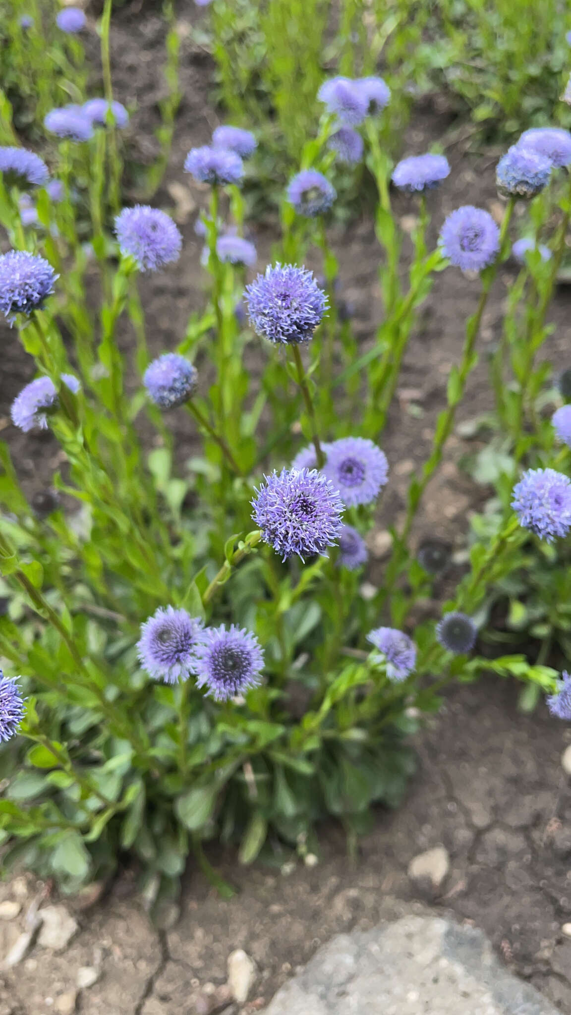 Image de Globularia trichosantha Fischer & C. A. Meyer