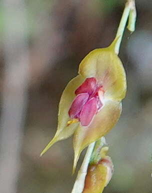 Image of Lepanthes jardinensis Luer & R. Escobar