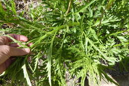 Image of Durango root