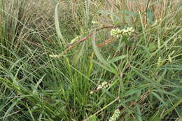 Image of Persicaria subsessilis (R. Br.) K. L. Wilson