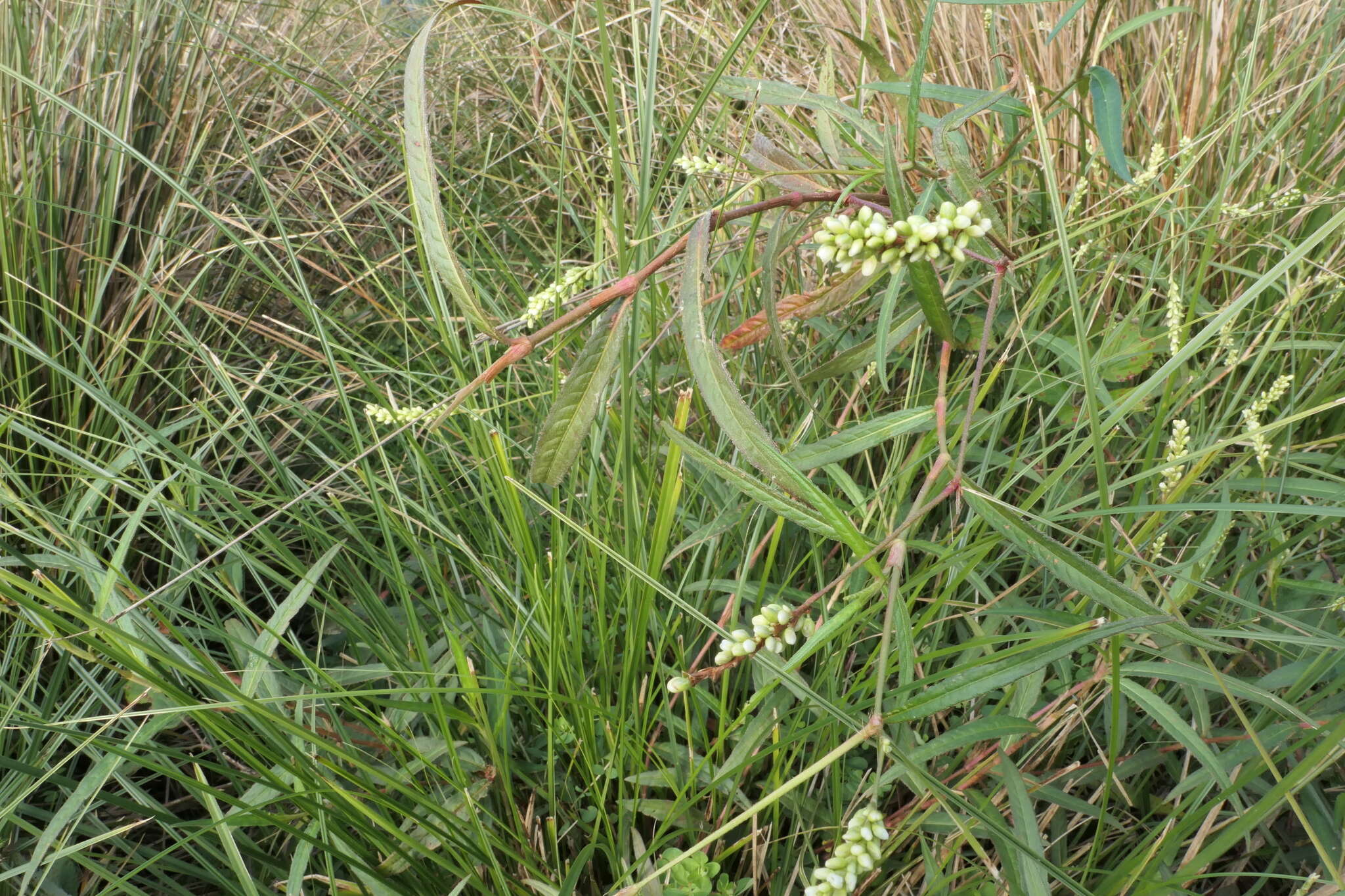 Image of Persicaria subsessilis (R. Br.) K. L. Wilson