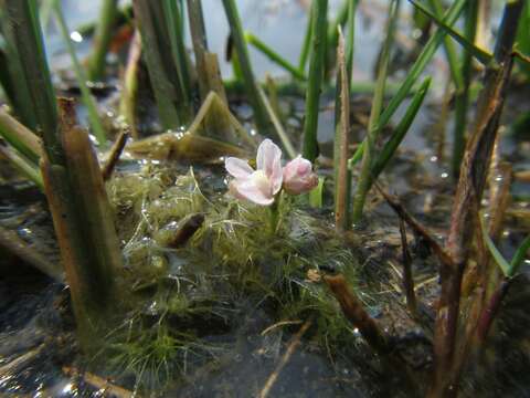 صورة Utricularia raynalii P. Taylor