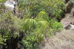 Image of Onilahy palm