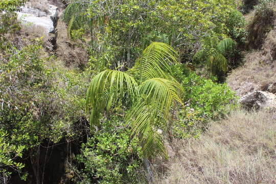 Image de Dypsis onilahensis (Jum. & H. Perrier) Beentje & J. Dransf.