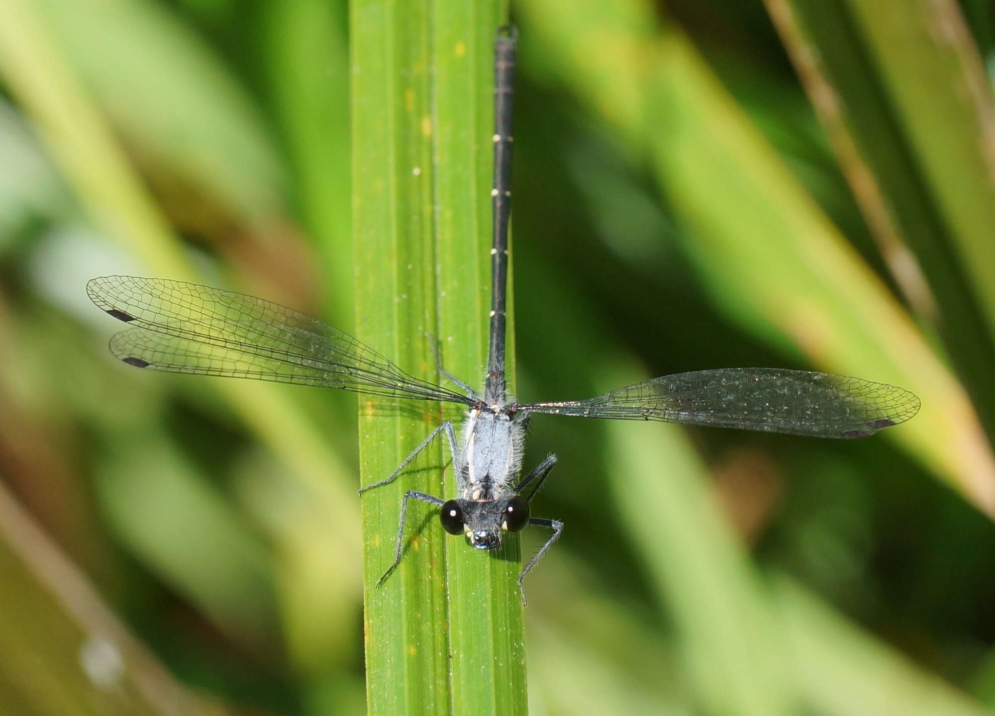 Image de Austroargiolestes calcaris (Fraser 1958)