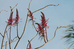 Слика од Erythrina herbacea L.