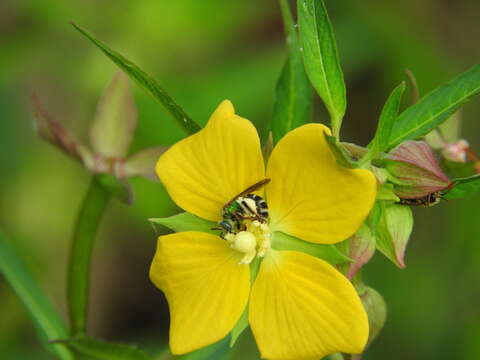 Image of Tyler's Striped Sweat Bee