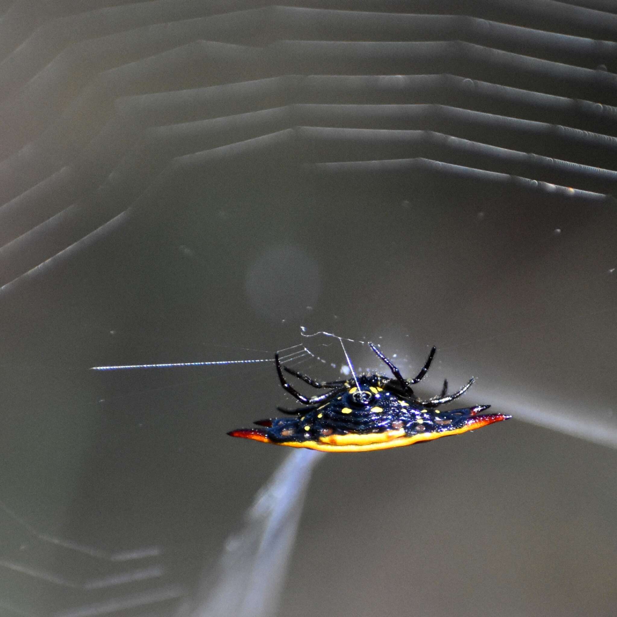 Image of Gasteracantha quadrispinosa O. Pickard-Cambridge 1879