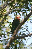 Image of Amazona leucocephala bahamensis (Bryant & H 1867)