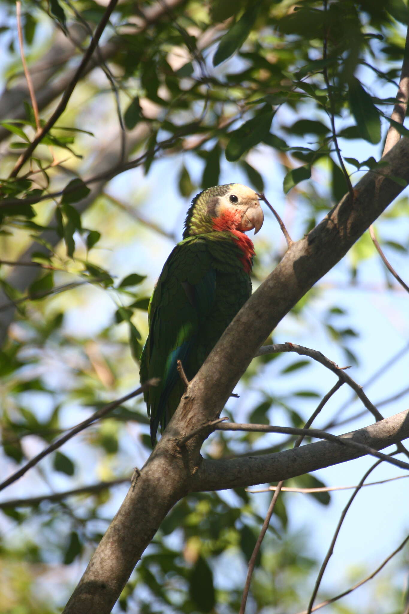 Image of Amazona leucocephala bahamensis (Bryant & H 1867)