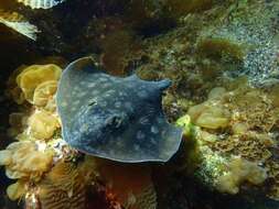 Image of Haller&#39;s round ray