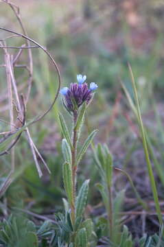 Image of Anchusa thessala Boiss. & Spruner