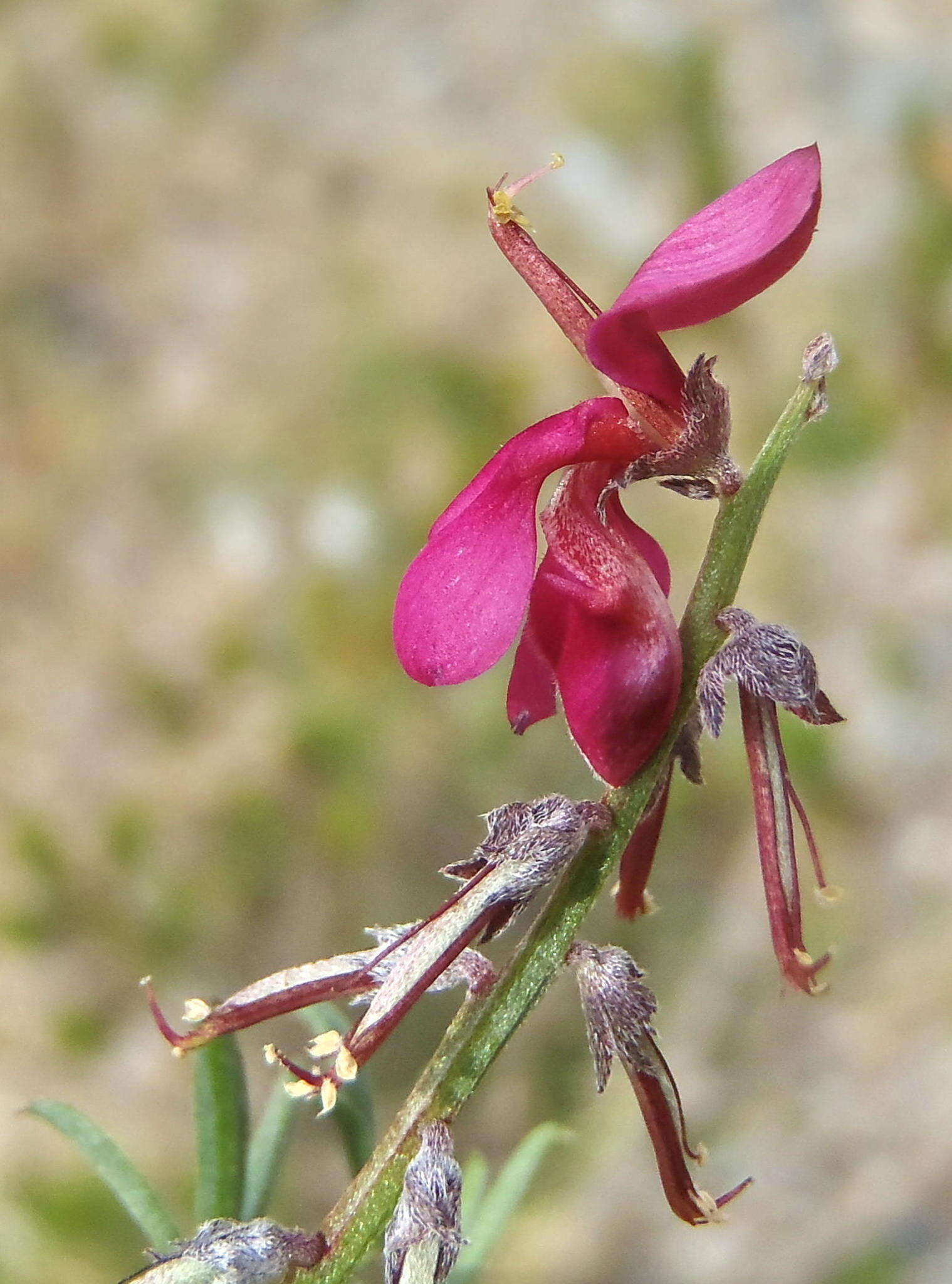 Image of Indigofera meyeriana Eckl. & Zeyh.