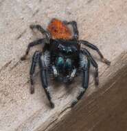 Image of Phidippus princeps (Peckham & Peckham 1883)