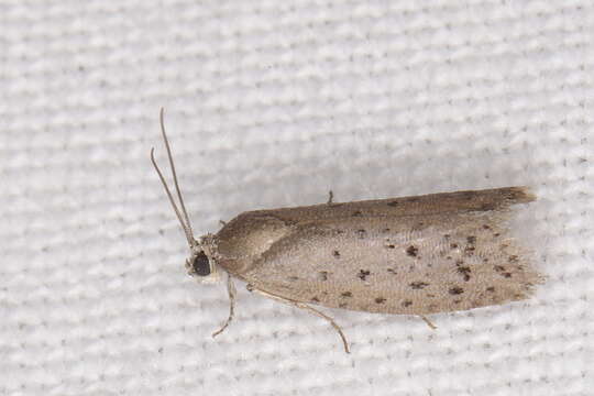 Image of Mimosa Webworm Moth