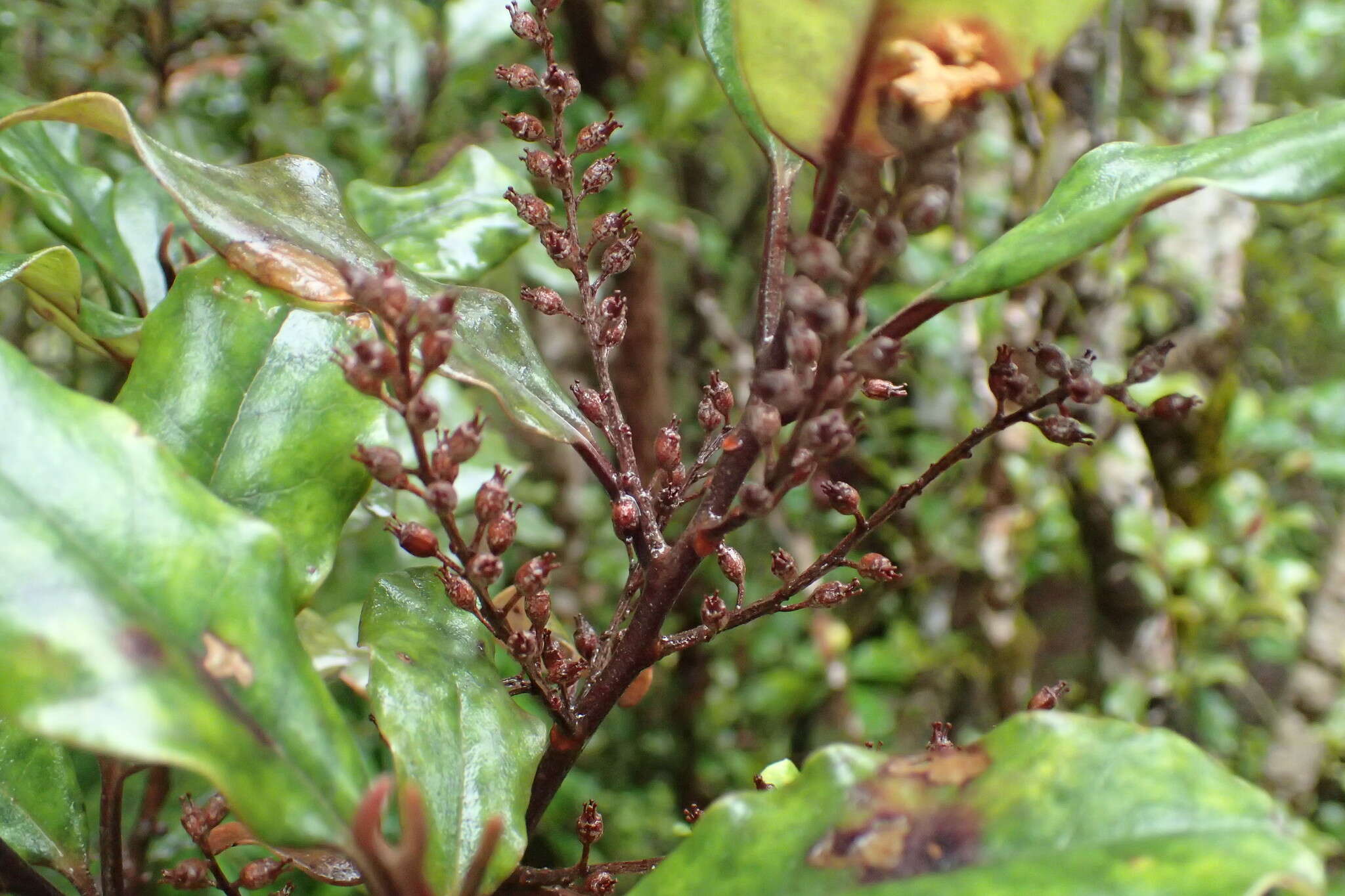Image of Quintinia serrata A. Cunn.