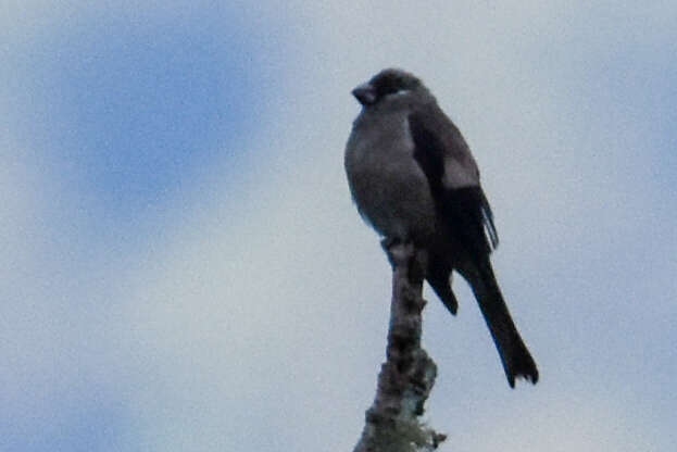 Image of Brown Bullfinch